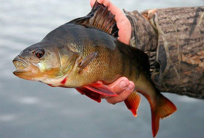 ROCKFISH применяем с неоргуженным силиконом