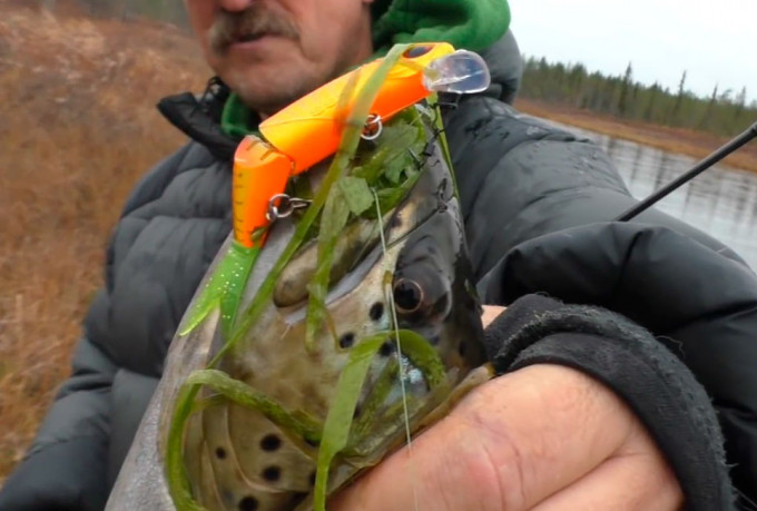 Plotva Twin - непростые вопросы