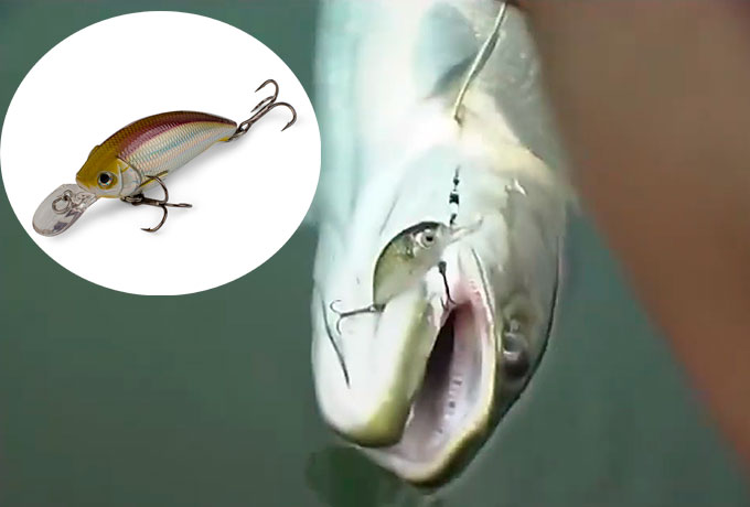 Воблер TSUNAMI CRANK часть 2