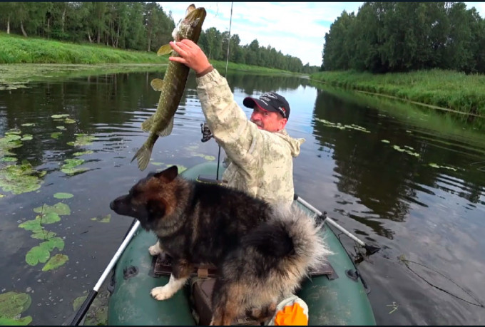 Интересная видео зарисовка ловли в траве щуки, на воблер Plotva Twin тонущая версия 7 грамм