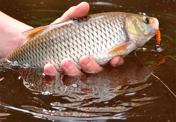 Golavl Rod 2026 обзор новинки